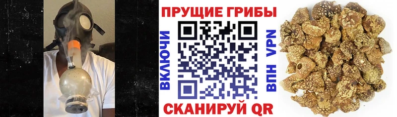Купить закладки  Тотьма  Галлюциногенные грибы GOLDEN TEACHER 